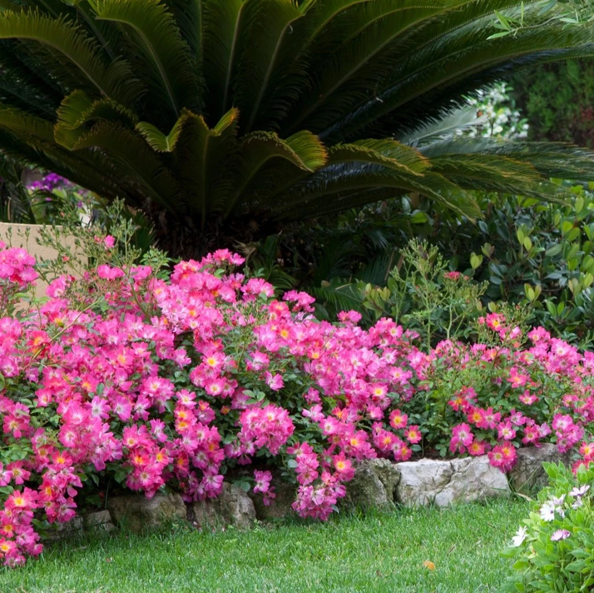 rosier couvre sol talus palmier pelouse verte fleurs roses