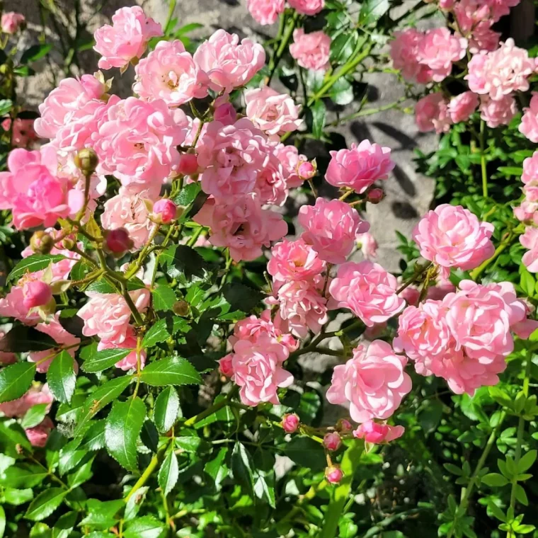 rosier pour couvre sol plantation fleurs roses au soleil