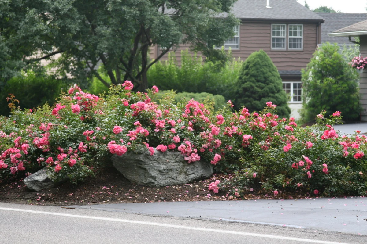 rosier tapissant pour pente fleurs roses route