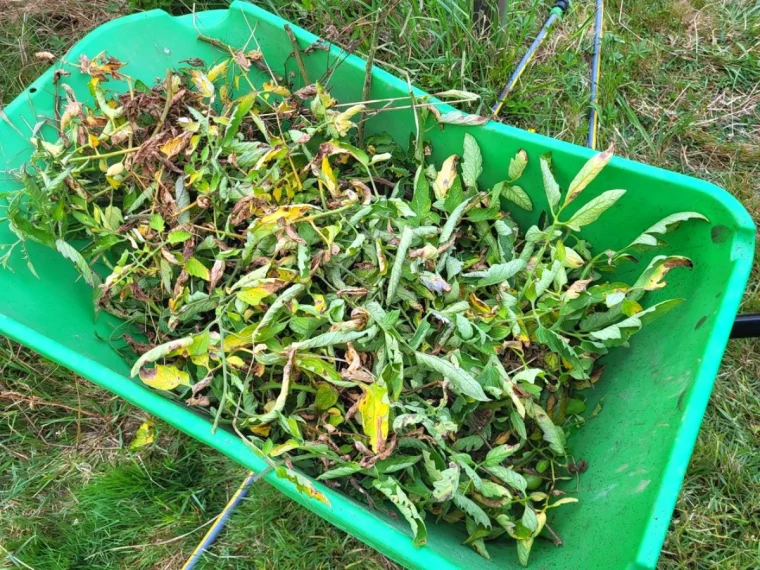 comment se débarrasser du mildiou dans la terre pot vert tiges contamines