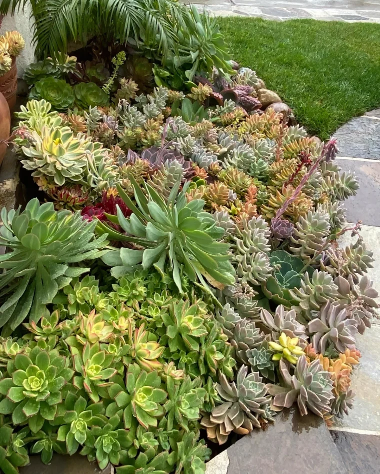 amenagement paysager succulente plante grasse rosettes fleurs