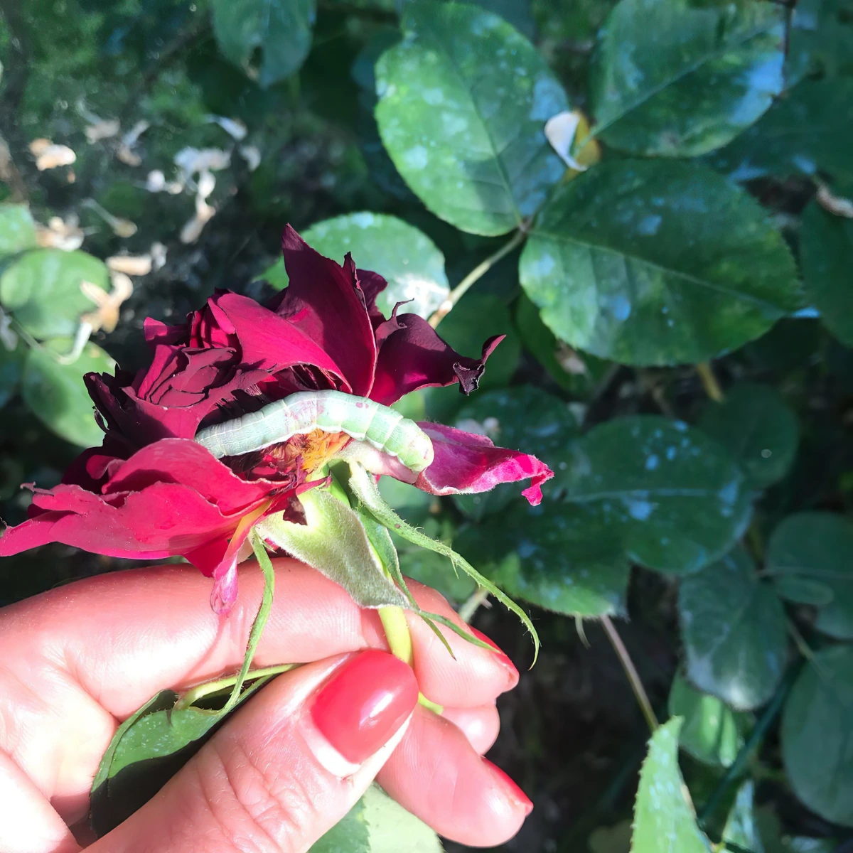 chenille rosier degats traitement feuillage fleur rose rouge