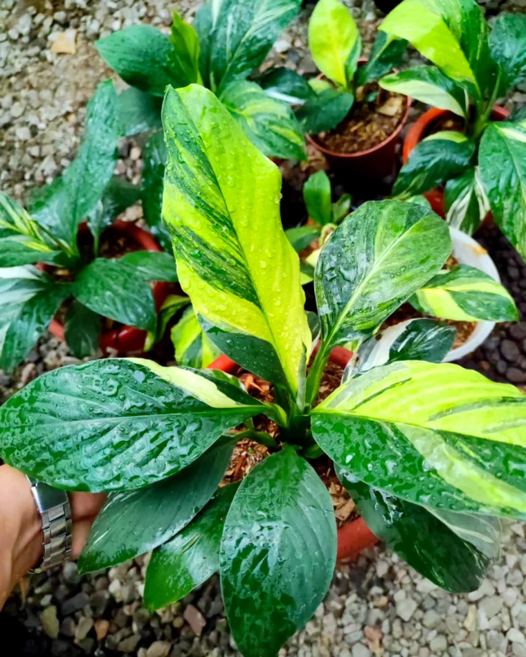 comment arroser le spathiphyllum grandes feuilles vertes