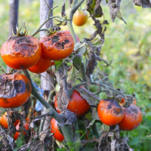 comment desinfecter une terre qui a eu le mildiou tomates rouges pourries sur une tige