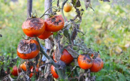 comment desinfecter une terre qui a eu le mildiou tomates rouges pourries sur une tige