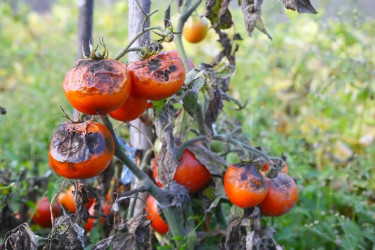 comment desinfecter une terre qui a eu le mildiou tomates rouges pourries sur une tige