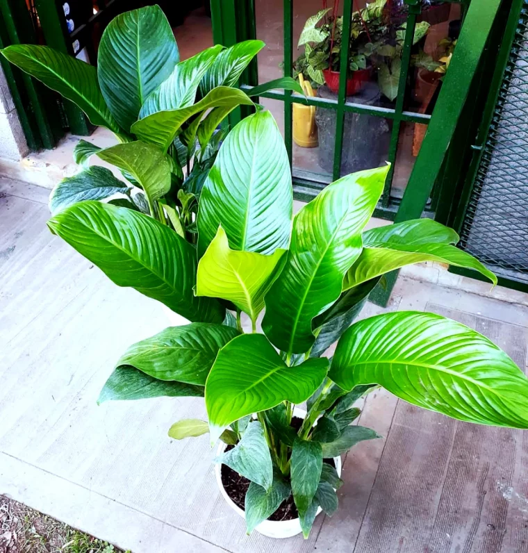 comment faire fleurir un spathiphyllum feuilles vertes