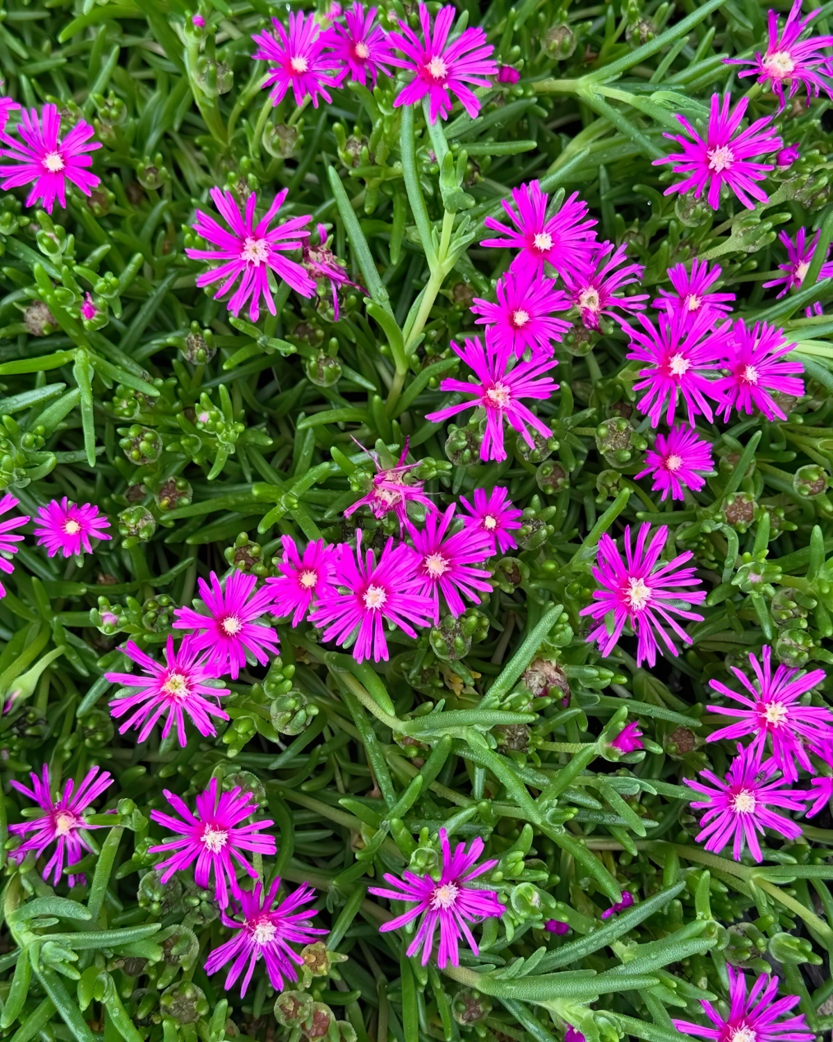 delosperma plante grasse d extérieur fleurie petales rose fuschia violette