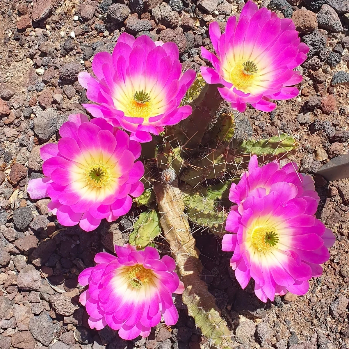 echinocereus cactaceae plant fleuri petales roses sol sableux