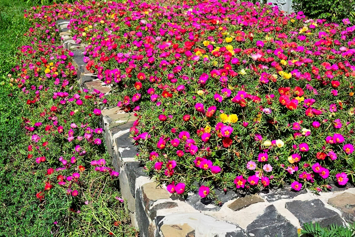 floraison exterieur jardin portulaca grandiflora plante grasse a fleurs roses