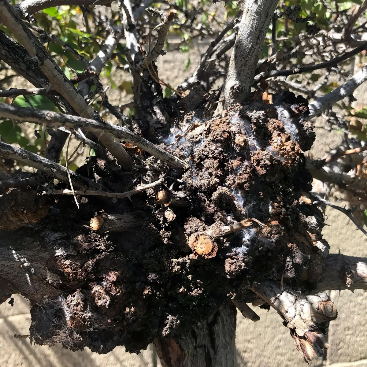 gale du colet maladie rosier crown gall tiges plante