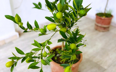 les maladies courantes du citronnier en pot feuilles vertes fruits