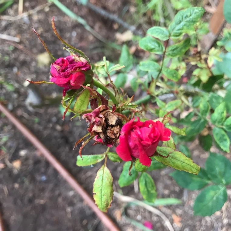 maladie des rosiers photo rose rosette symptome fleurs seches