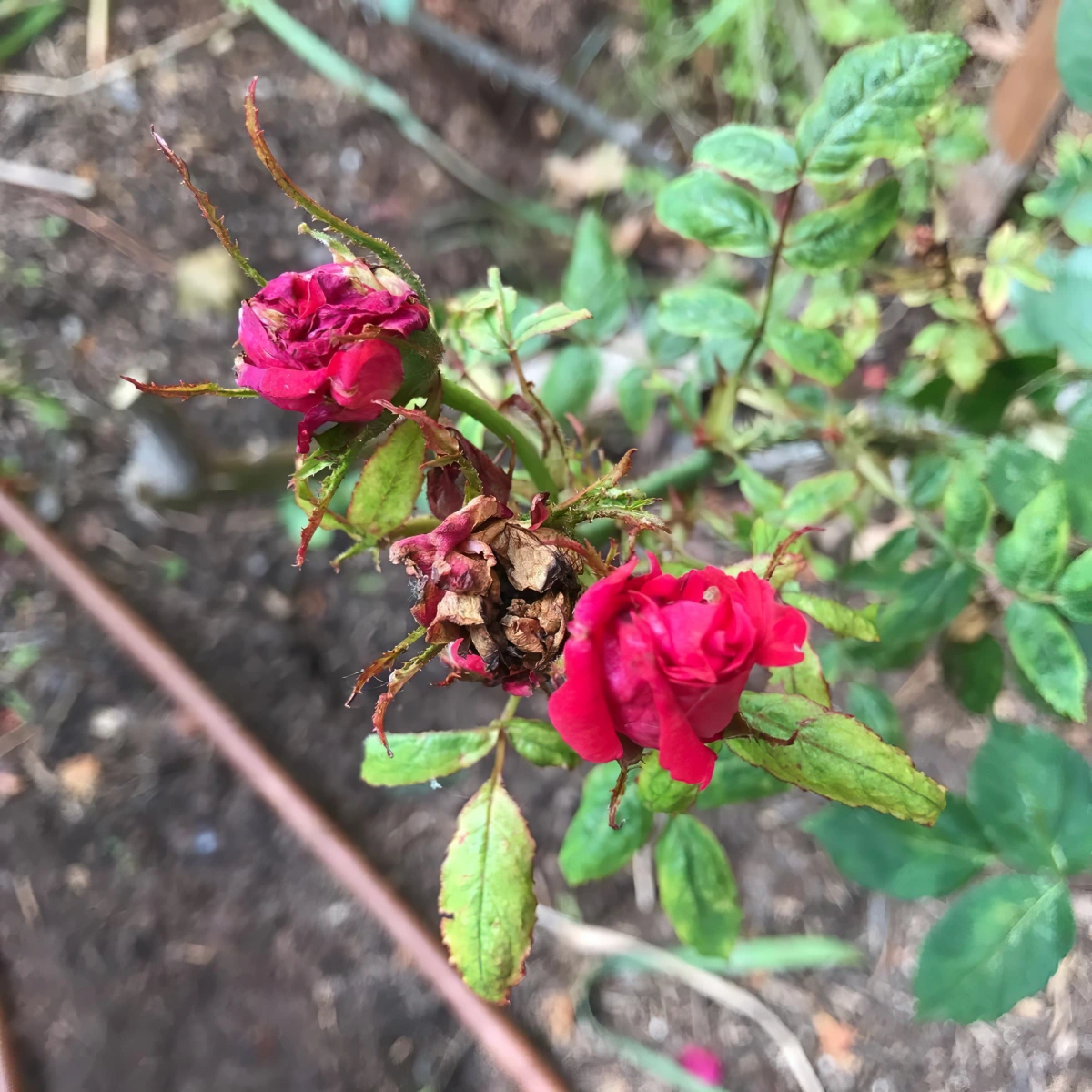 maladie des rosiers photo rose rosette symptome fleurs seches