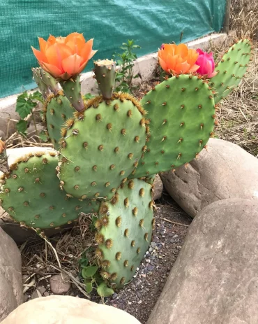 opuntia cactus extérieur floraison petales orange cailloux jardin