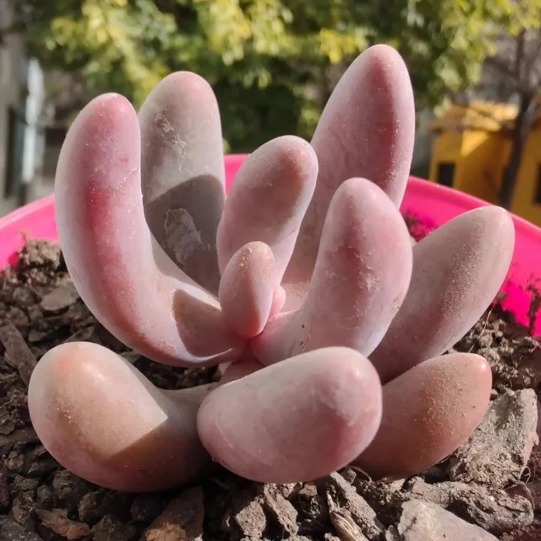 pachyphytum plante grasse resistante secheresse feuilles epaises couleur rose pale