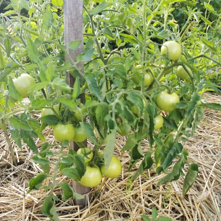 paillage des tomates contre le mildiou fruits verts