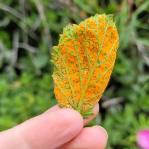 photo rouille du rosier maladie taches orange symptomes