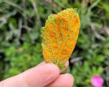 photo rouille du rosier maladie taches orange symptomes