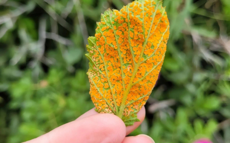 photo rouille du rosier maladie taches orange symptomes