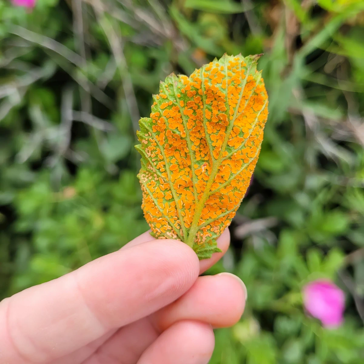 photo rouille du rosier maladie taches orange symptomes