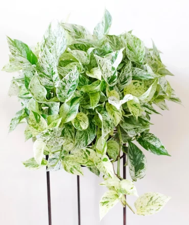 plante a suspendre pothos variete epipremnum aureum feuillage panache