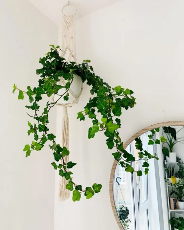 plante tombante interieur ombre lierre anglais hedera helix suspension macrame