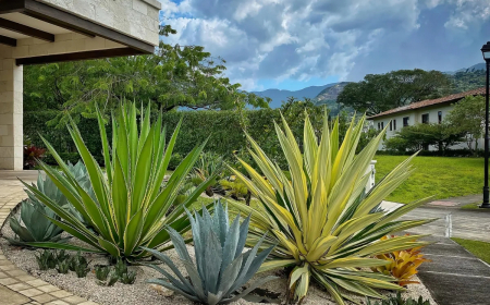 plantes grasses d exterieur sans entretien amenagement paysager