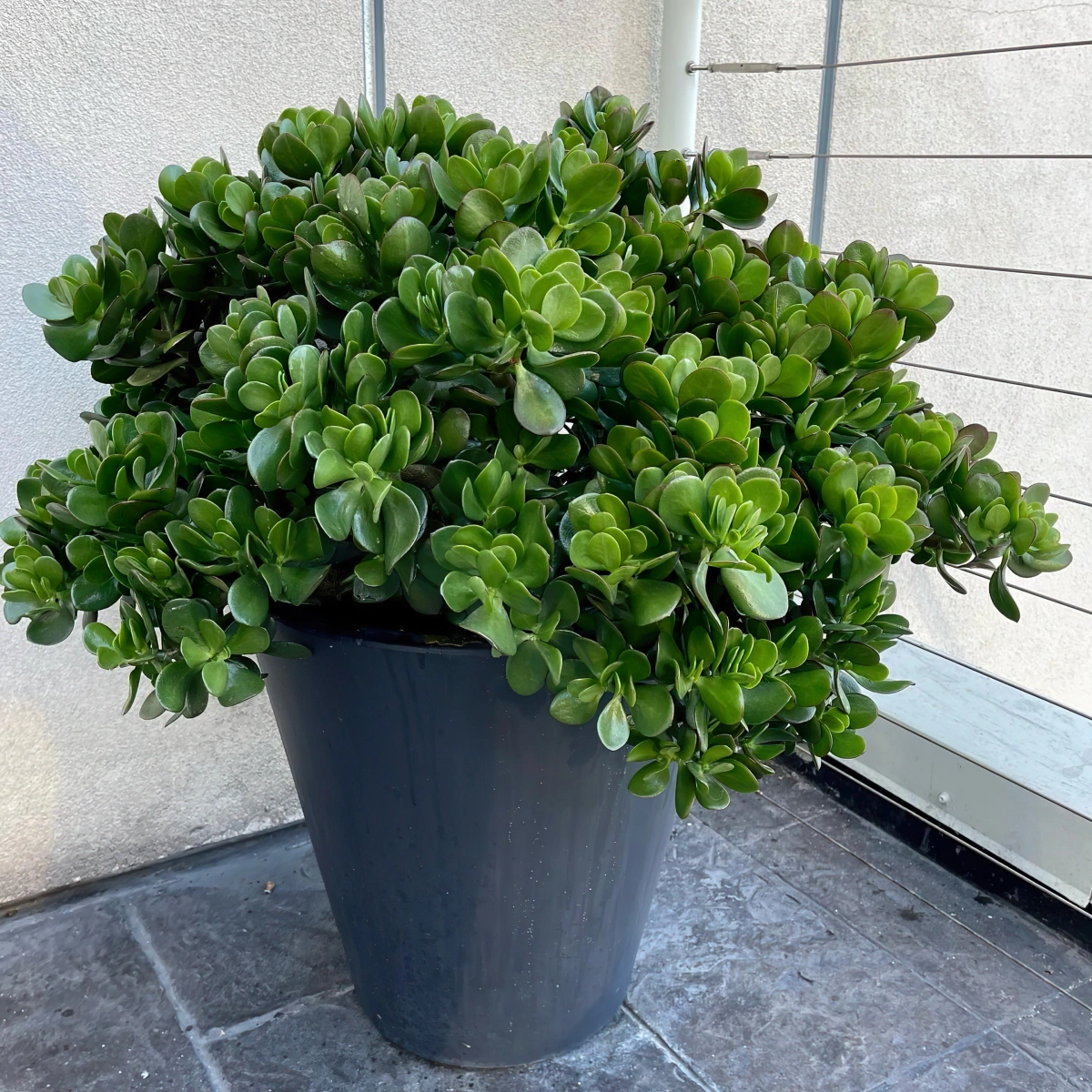 pot grand balcon crassula ovata plante haute carrelage dalles exterieur