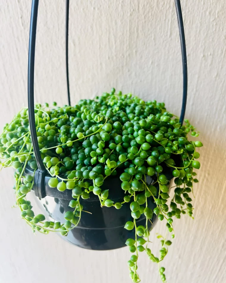 pot suspendu plastique senecio rowleyanus mini plante grasse