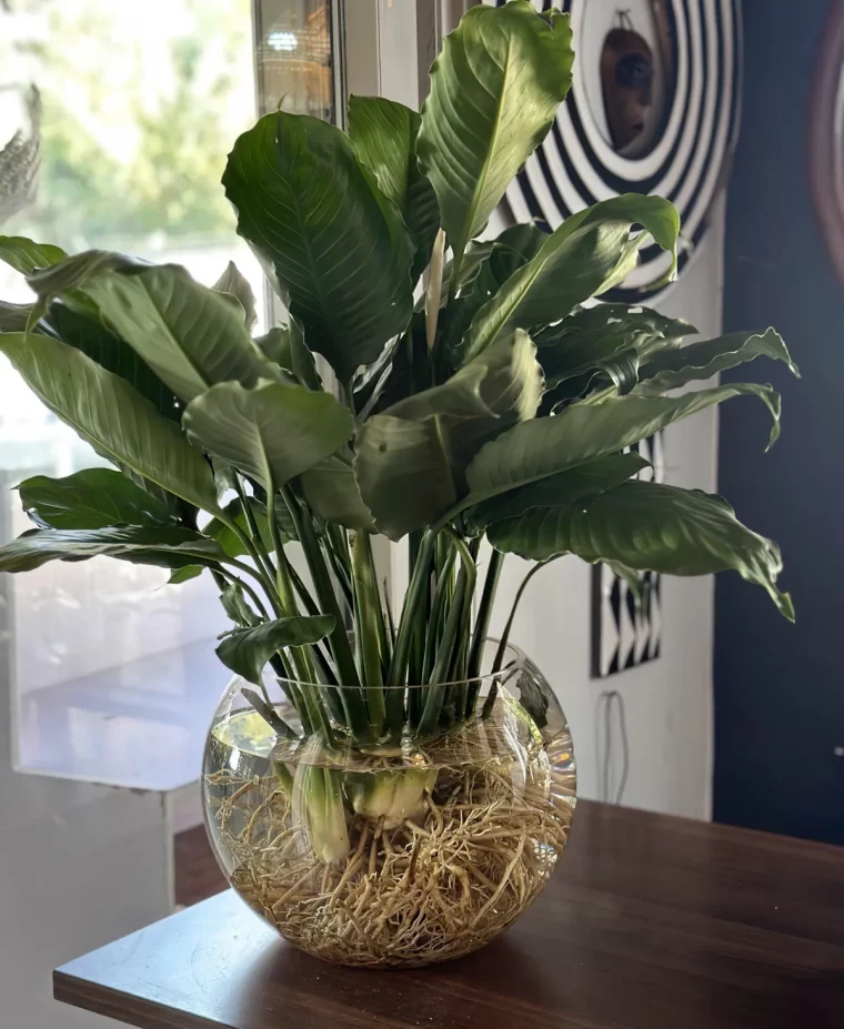 pourquoi mon spathiphyllum ne fleurit pas astuces et conseils