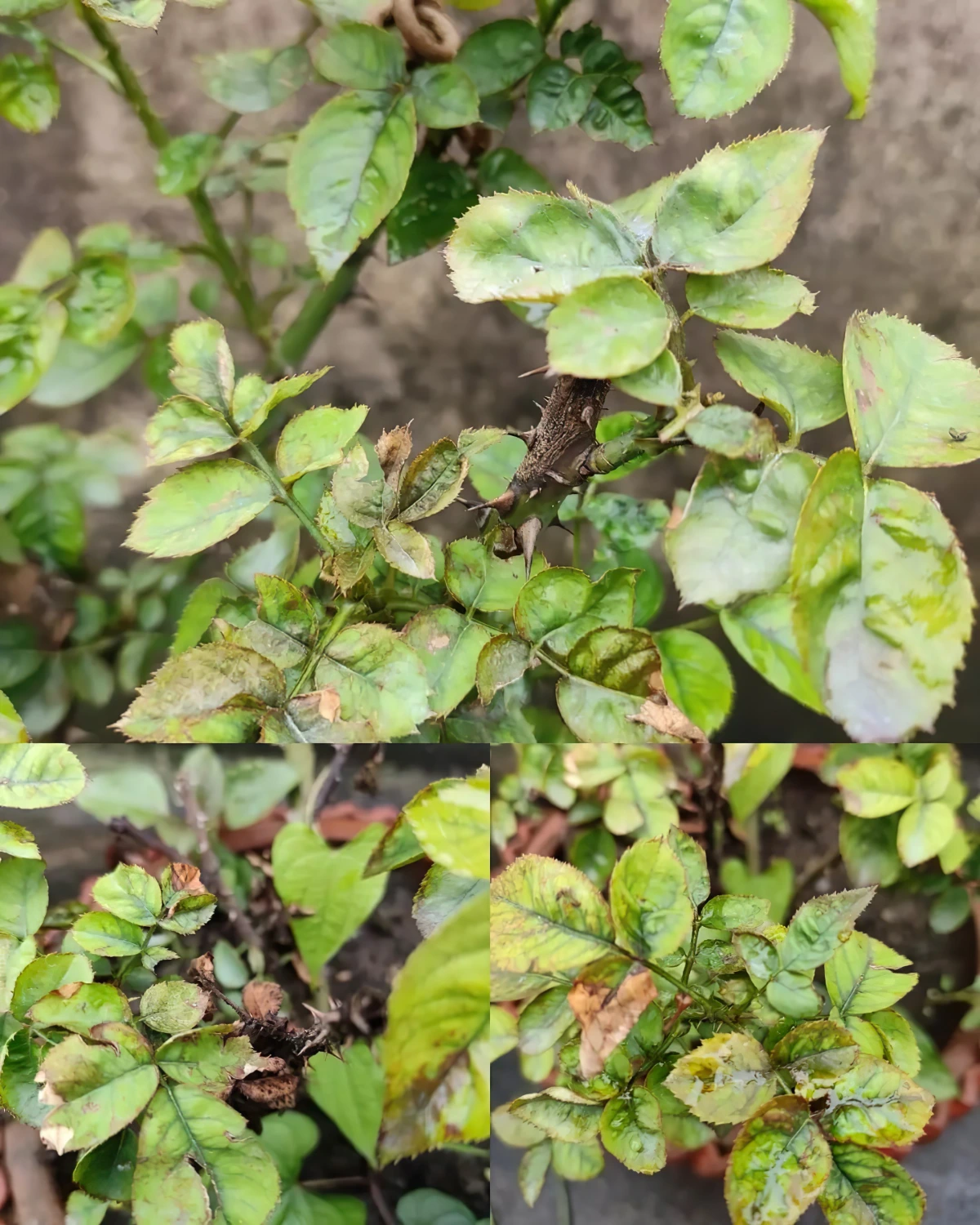 pucerons sur rosiers feuillage plante jardin signes maladie