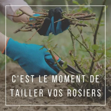 quand faut il tailler les rosiers conseils et calendrier