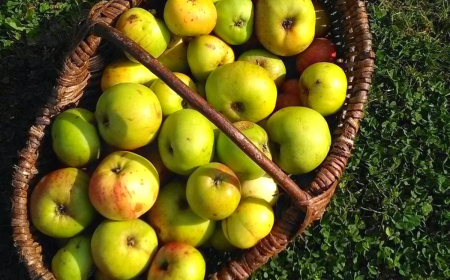 que faire avec des pommes tombees du pommier panier sur une pelouse