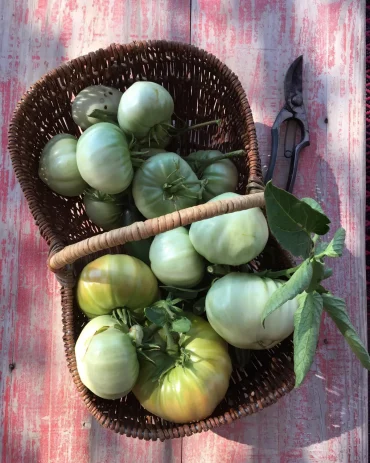 que faire des tomates vertes en fin de saison