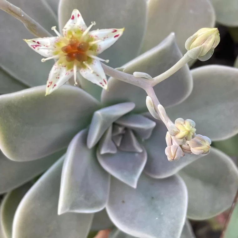 rosette couleur gris vert graptopetalum paraguayense succulente plante