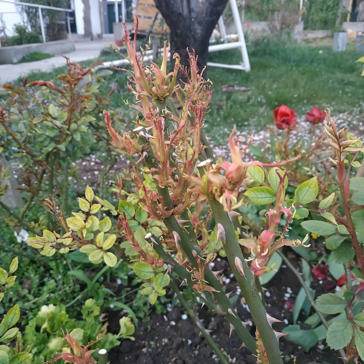 rosette rosier jardin plante maladie formation rouge tiges epines