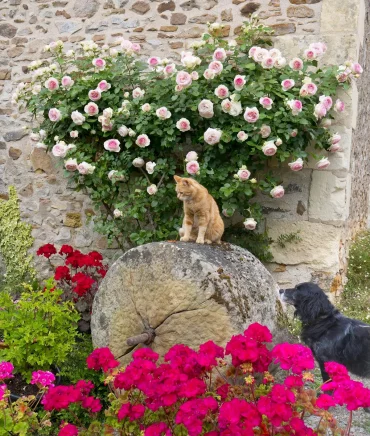 rosier grimpant en forme de coeur chat sur une grosse pierre