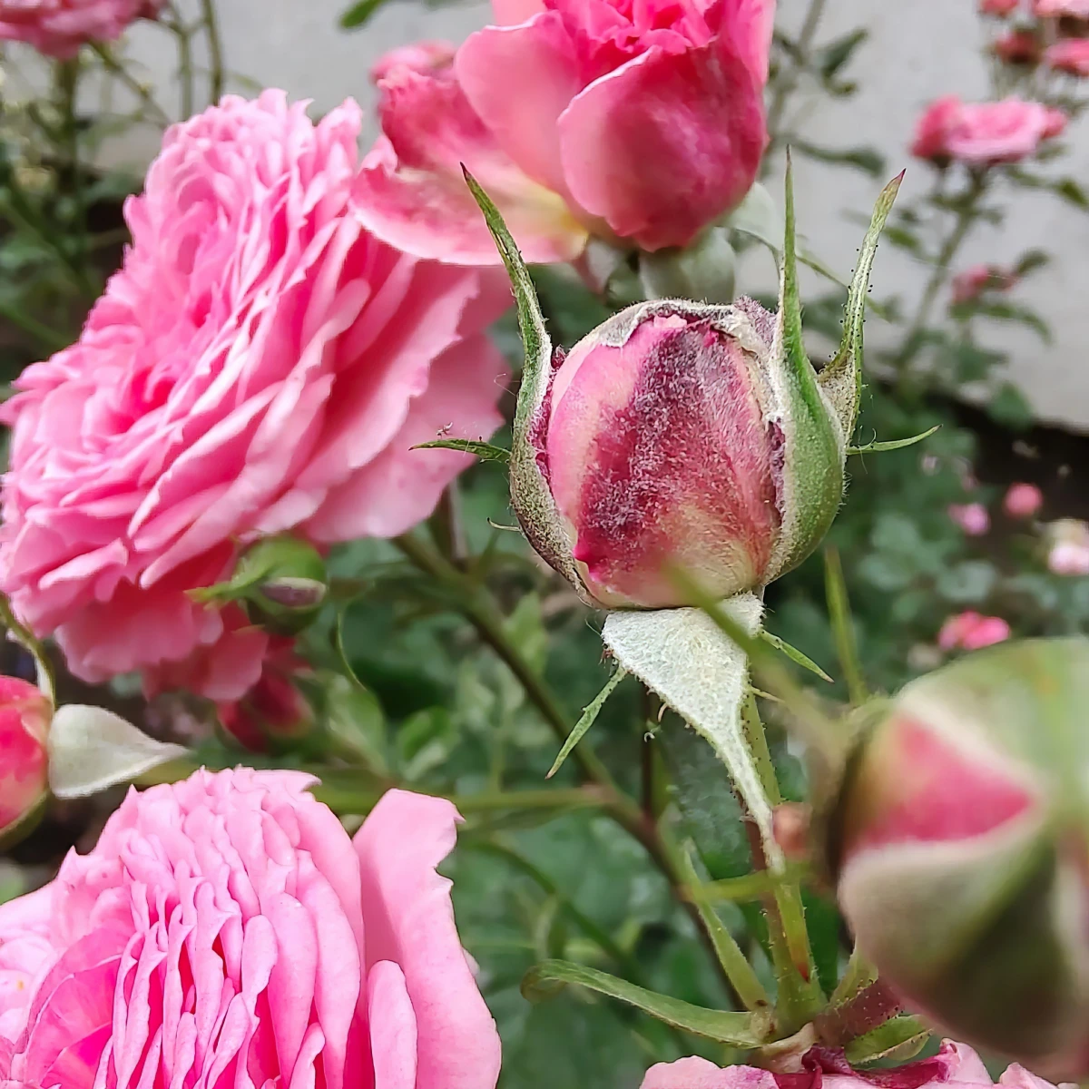 rosier infecte oïdium poudreux fleurs boutons tiges