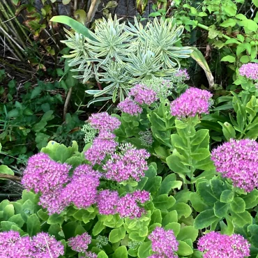 sedum est une des plantes grasses d exterieur sans entretien