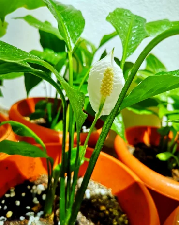 spathiphyllum feuilles tombantes causes fleurs blanches feuilles vertes$