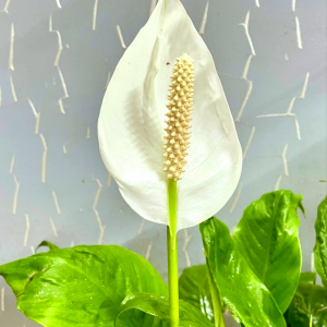 spathiphyllum floraison fleurs blanches feuilles vertes