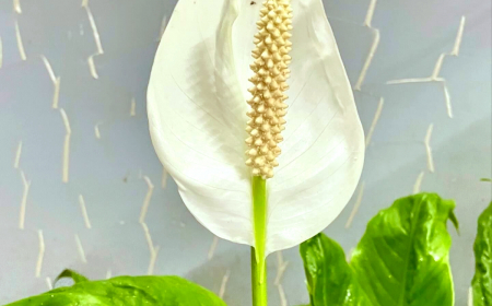 spathiphyllum floraison fleurs blanches feuilles vertes