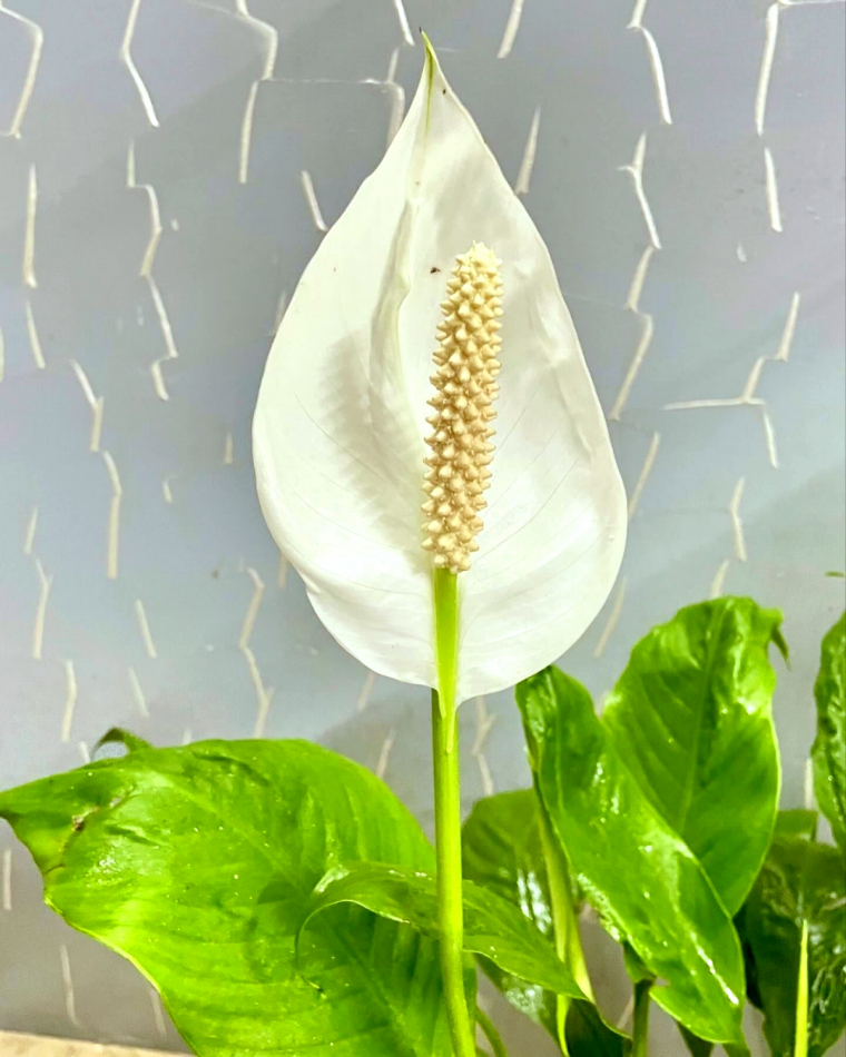 spathiphyllum floraison fleurs blanches feuilles vertes