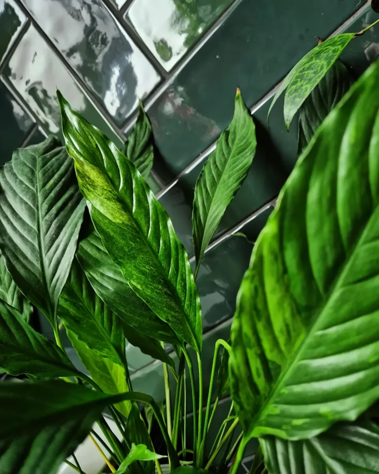 spathiphyllum ne fleurit pas comment faire