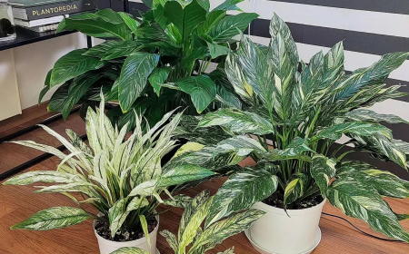 spathiphyllum ne fleurit pas que faire selon les experts