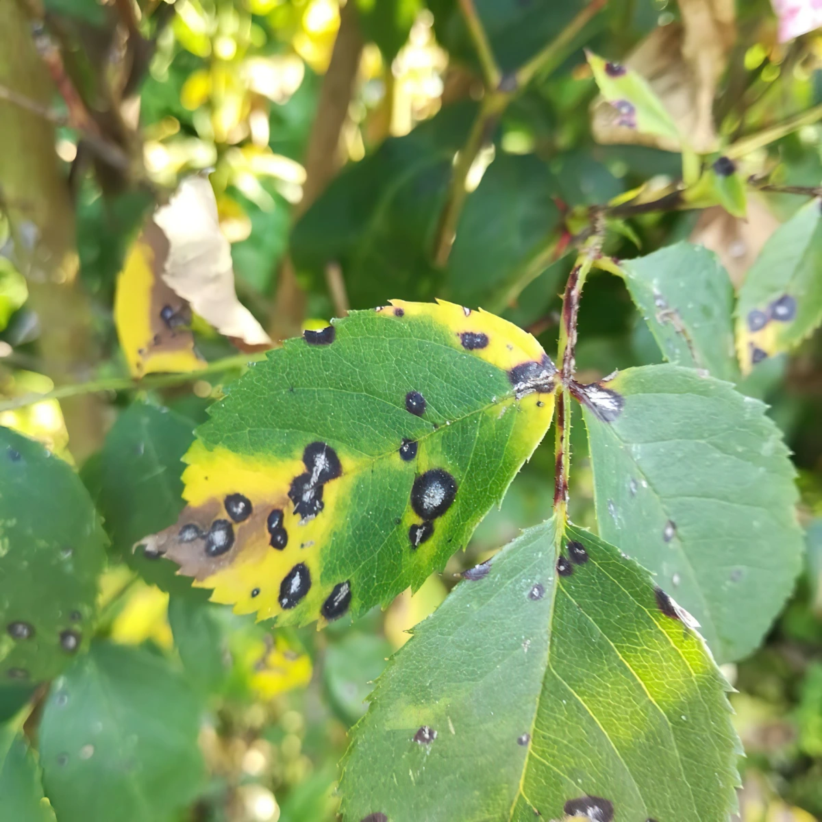 sphaceloma rosarum rosiers symptome feuillage taches jaunes spots noirs