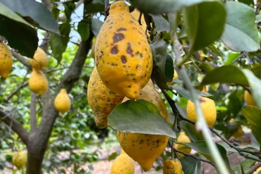 taches noires des agrumes maladie sur citronnier jaune