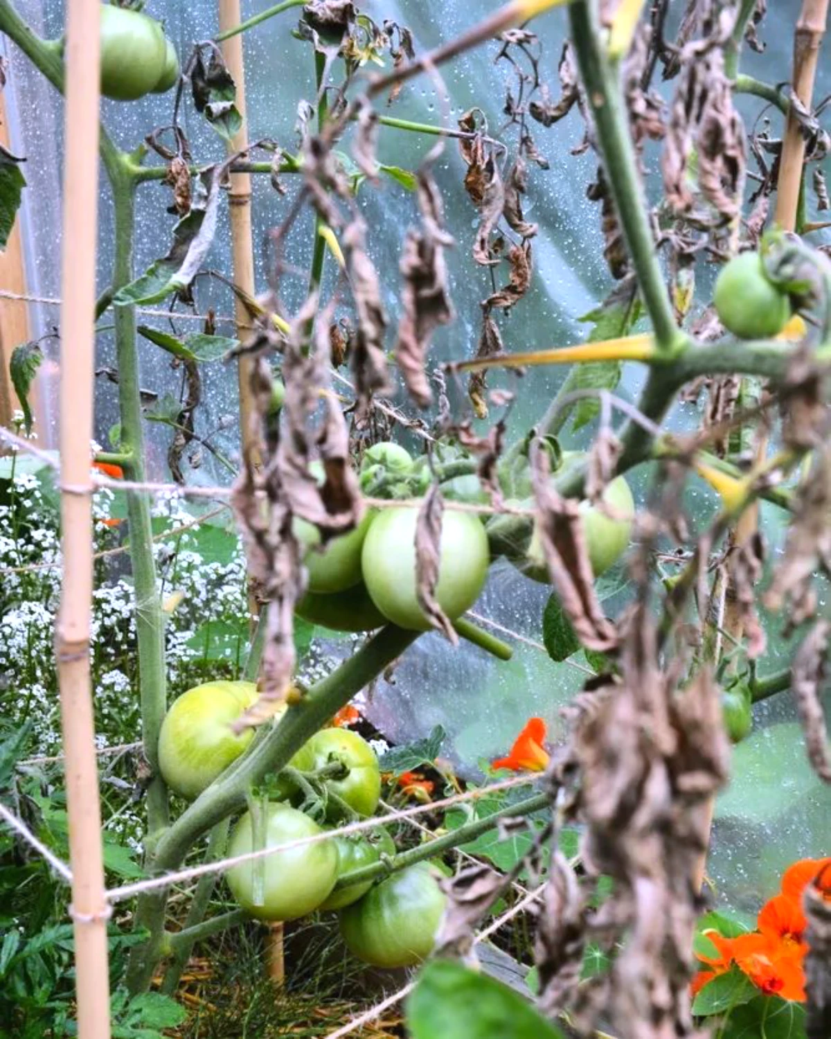 terre contaminée par le mildiou tomates vertes feuilles seches