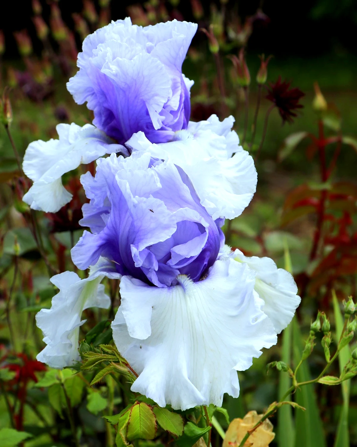 comment vivent les iris en hiver et peuvent ils survivre au gel grosse fleur blanche bi couleur